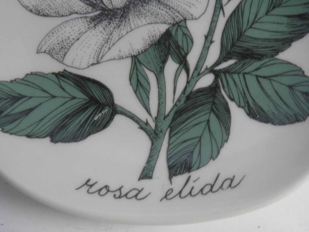 Rosa elida Esteri Tomula - Image 2